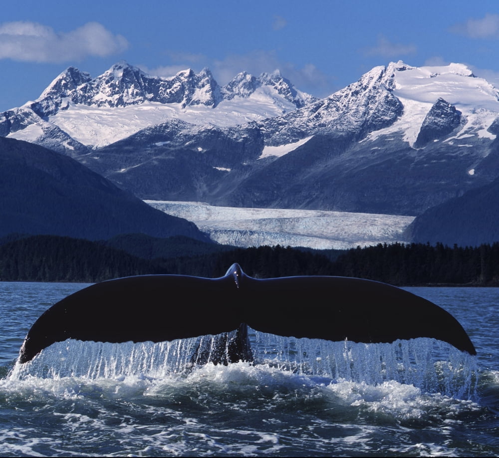 Humpback Whale Tail In Front Of Glacier Composite Canvas Art - John Hyde Design Pics (16 x 14)