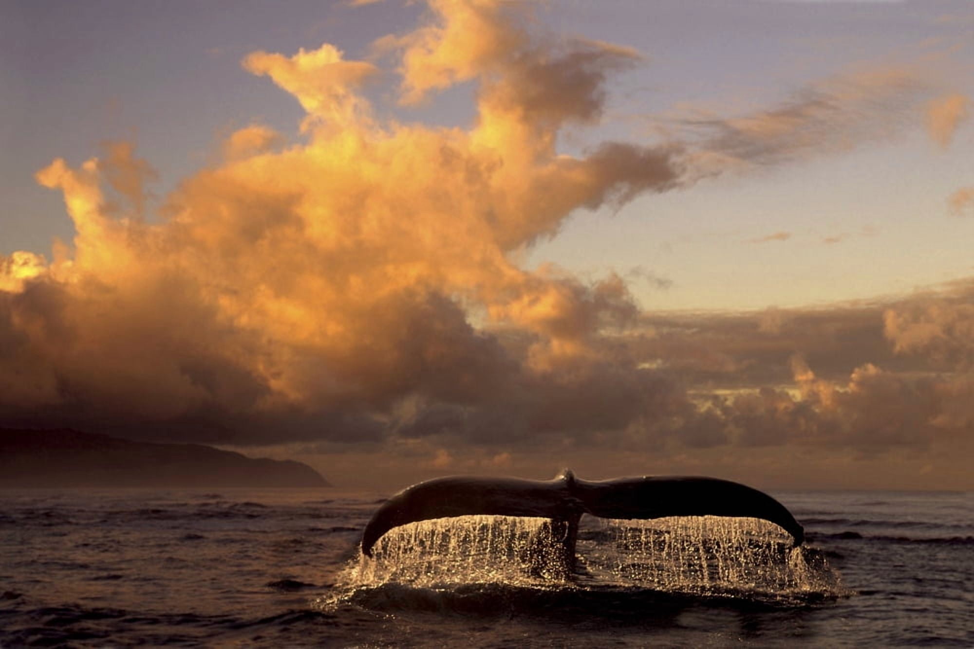 Humpback Whale Tail In Water Southeast Ak Digital Original Summer Scenic Composite Canvas Art - Ron Sanford Design Pics (34 x 22)