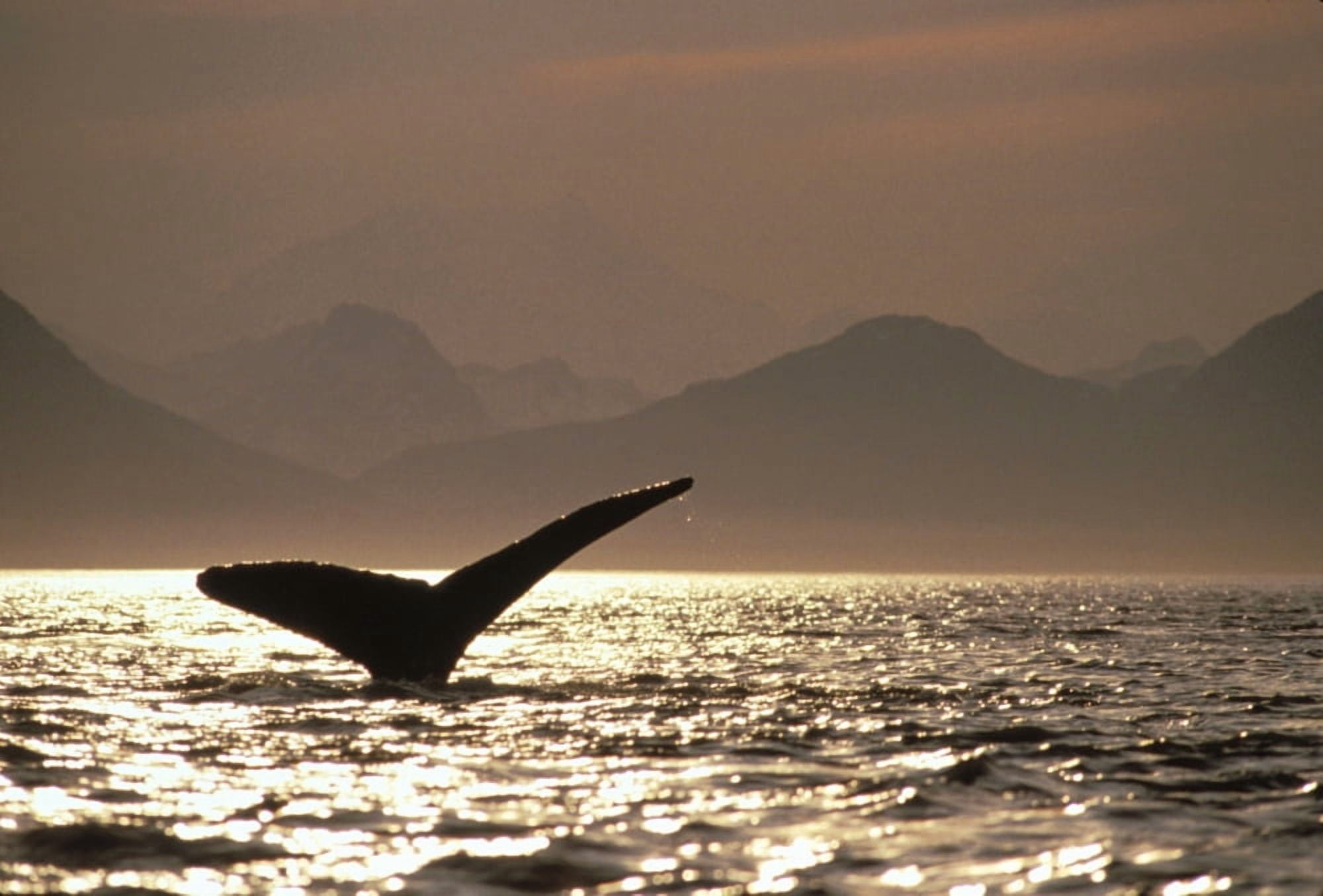 Humpback Whale Tail Inside Passage Glacier Bay Np Se Ak Canvas Art - Mark Kelley Design Pics (32 x 22)
