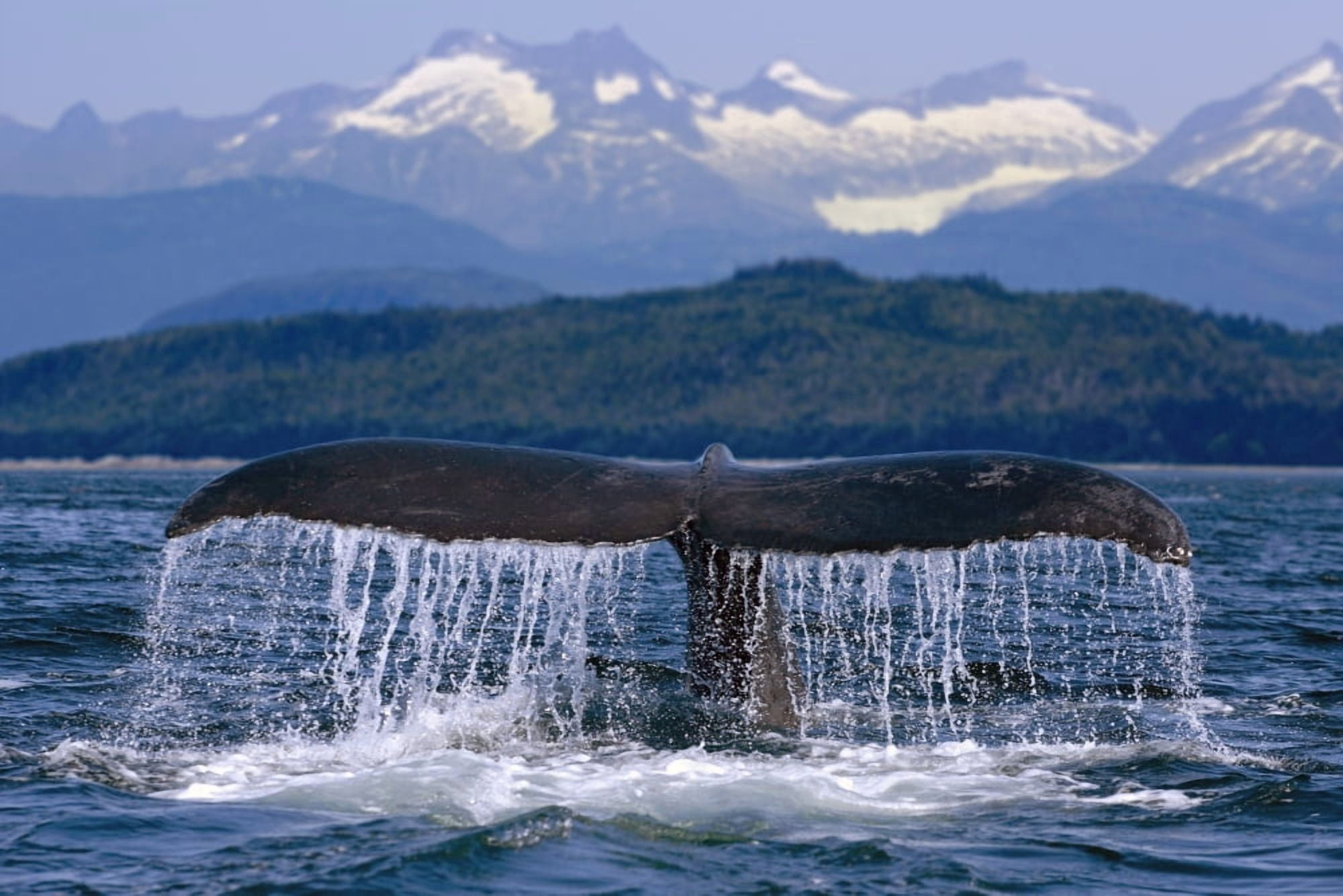 Humpback Whale Tail On Surface Just Before Diving Inside Passage Alaska Southeast Summer Canvas Art - John Hyde Design Pics (34 x 22)