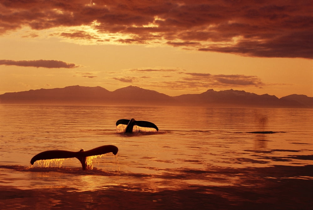 Humpback Whale Tails At Sunset Se Digital Composite Canvas Art - John Hyde Design Pics (16 x 11)