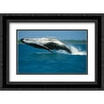 thumbnail image 1 of Humpback Whale breaching, Kaikoura, New Zealand 2x Matted 24x18 Black Ornate Framed Art Print by Todd, Barbara, 1 of 2