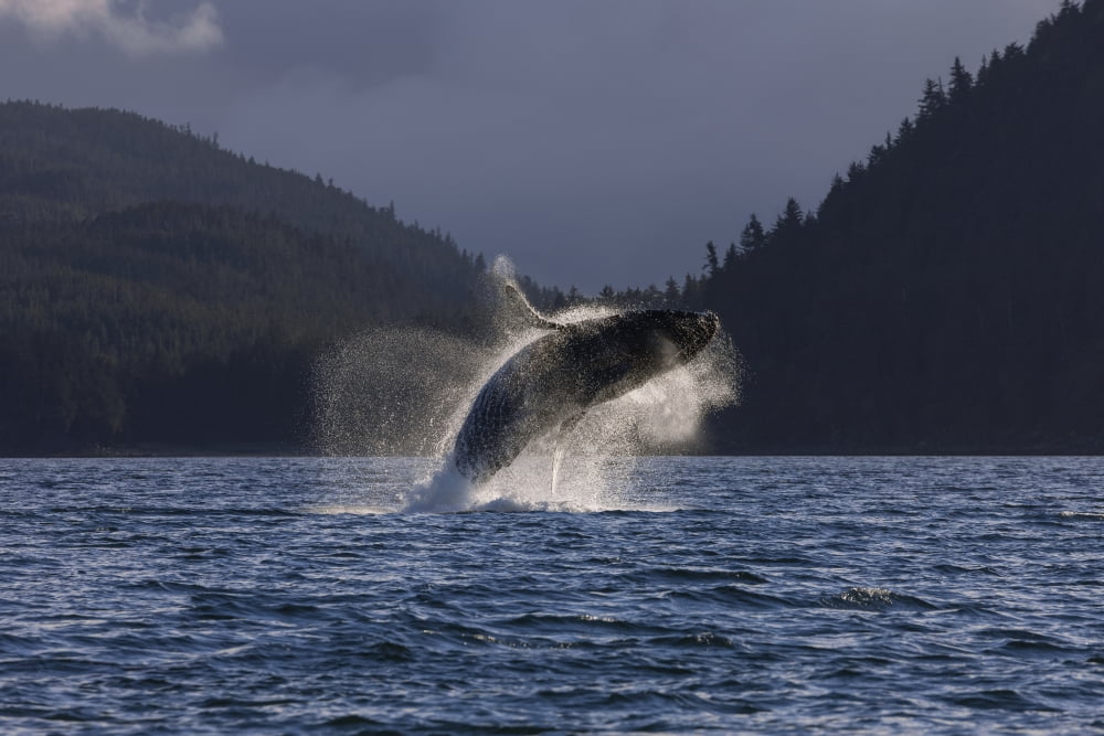 A Humpback Whale leaps from the waters of the Inside Passage near Juneau Alaska Favorite Passage Shelter Island Canvas Art - John Hyde Design Pics (38 x 24)