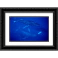 thumbnail image 1 of Humpback Whale traveling group of over 30 whales, Maui, Hawaii 2x Matted 24x18 Black Ornate Framed Art Print by Nicklin, Flip, 1 of 2