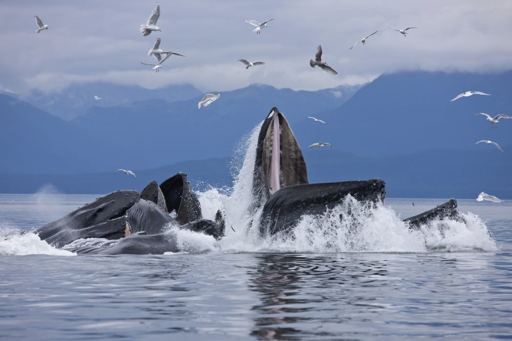 Humpback Whales Bubble Net Feeding For Herring In Chatham Strait Tongass National Forest Inside Passage Southeast Alaska Summer Canvas Art - John Hyde Design Pics (38 x 24)