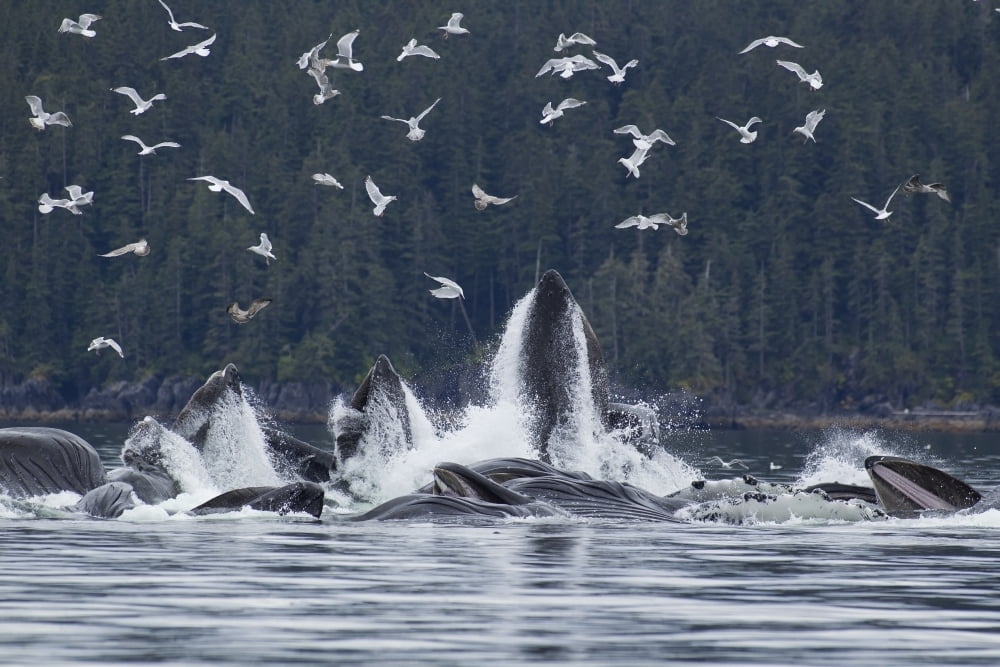 Humpback Whales Bubble Net Feeding For Herring In Chatham Strait Tongass National Forest Inside Passage Southeast Alaska Summer Canvas Art - John Hyde Design Pics (36 x 24)