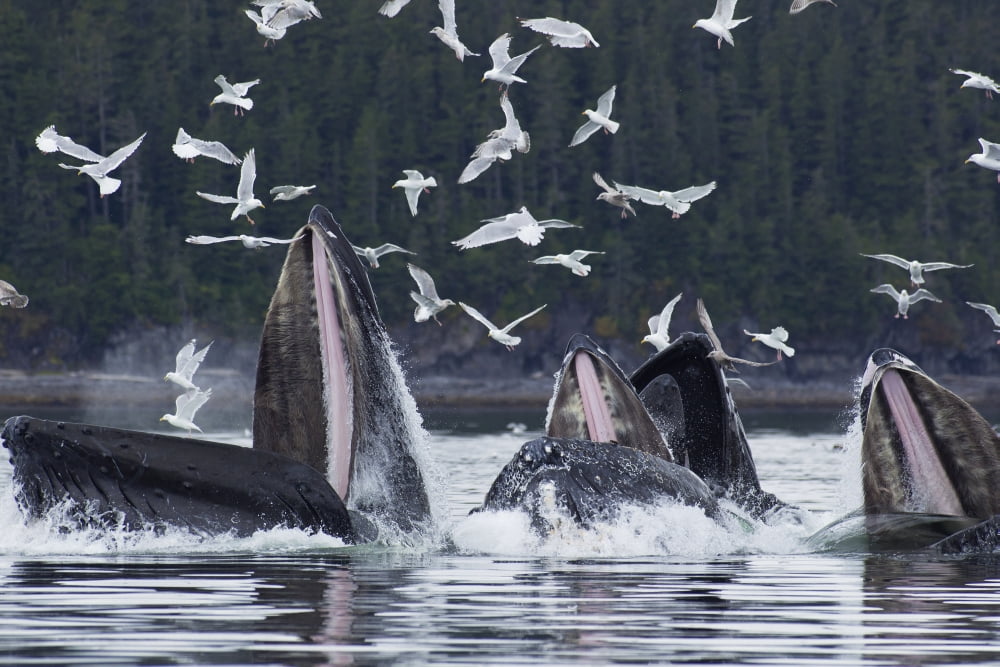 Humpback Whales Bubble Net Feeding For Herring In Chatham Strait Tongass National Forest Inside Passage Southeast Alaska Summer Canvas Art - John Hyde Design Pics (19 x 12)