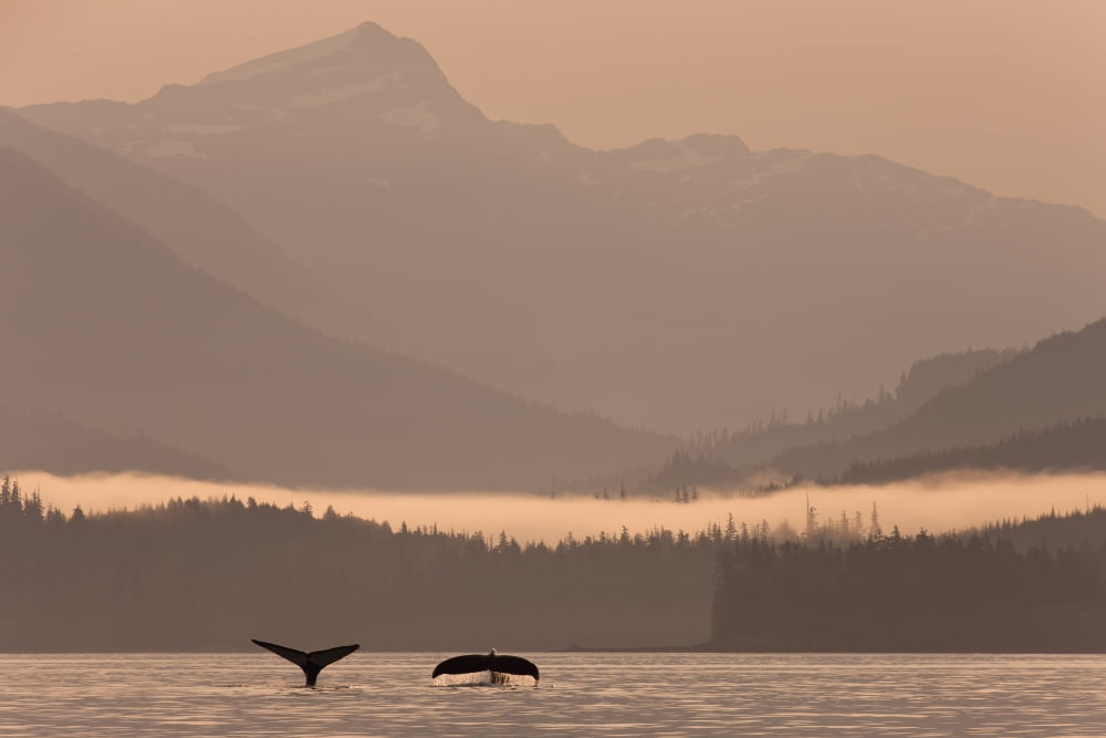 Humpback Whales Dive Showing Their Tails At Sunrise In Frederick Sound Inside Passage Coastal Range Southeast Alaska Summer Composite Canvas Art - John Hyde Design Pics (34 x 22)