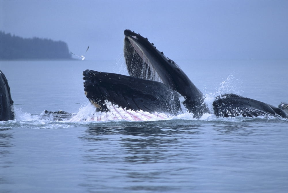Humpback Whales Lunge Feeding In The Inside Passage Of Southeast Alaska During Summer On An Overcast Day Canvas Art - Mark Kelley Design Pics (34 x 22)