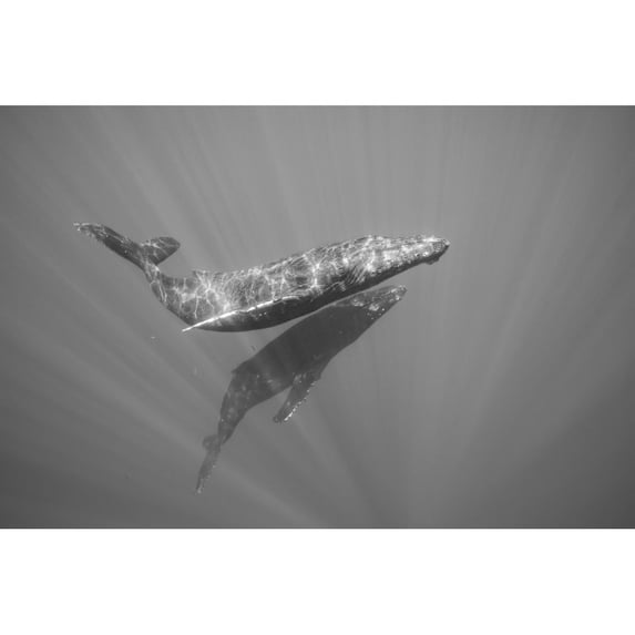 Humpback Whales underwater; Hawaii United States of America Poster Print by Dave Fleetham12574960