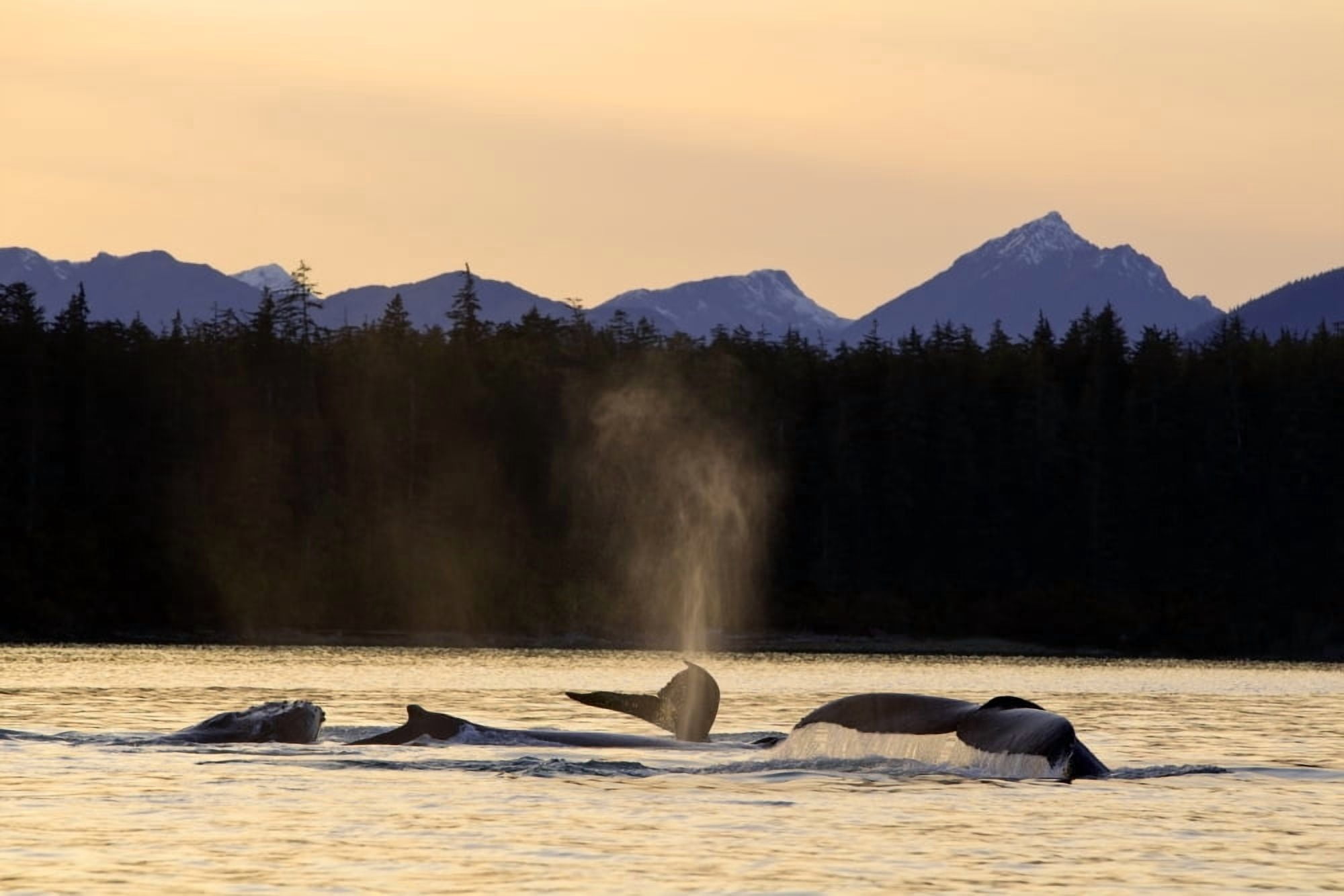 Humpback Whales Swim Along The Shoreline Of Admiralty Island At Sunset Stephens Passage Inside Passage Southeast Alaska Autumn Digitally Altered Canvas Art - John Hyde Design Pics (19 x 12)