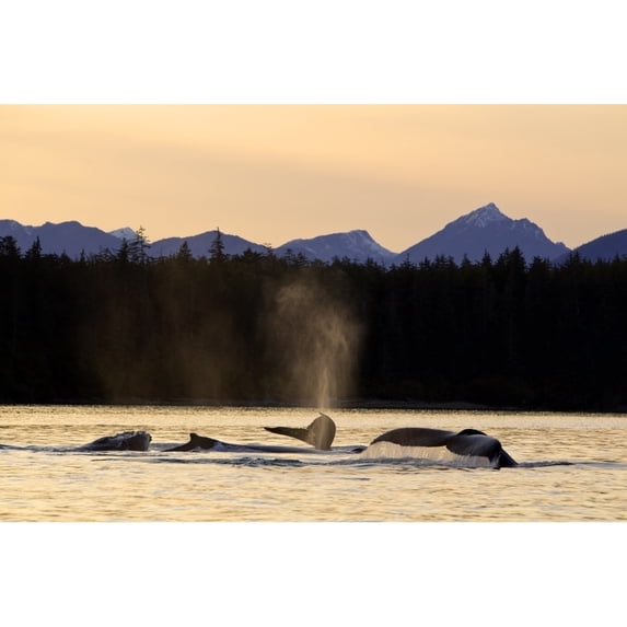 Humpback Whales Swim Along The Shoreline Of Admiralty Island At Sunset Stephens Passage Inside Passage Southeast Alaska Autumn.