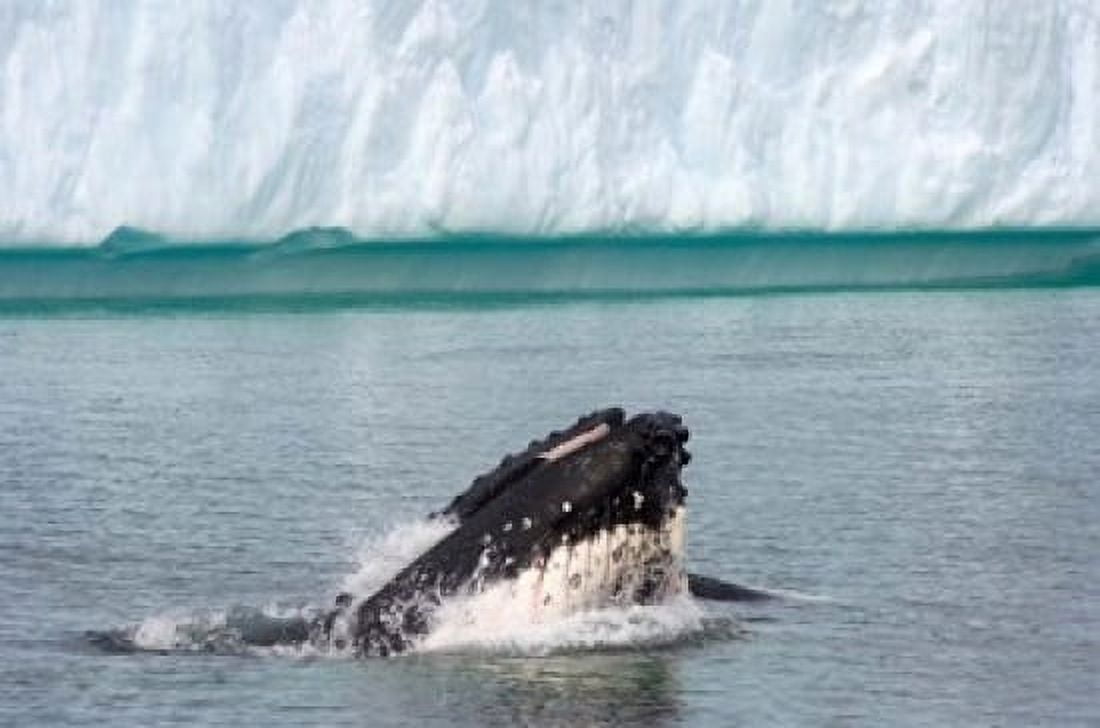 Humpback whale Antarctic Canvas Art - Steve Kazlowski DanitaDelimont (24 x 15)