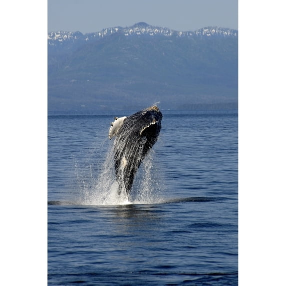 Humpback whale Clarence Strait Alaska Pacific Ocean. Poster Print by VWPics/Stocktrek Images