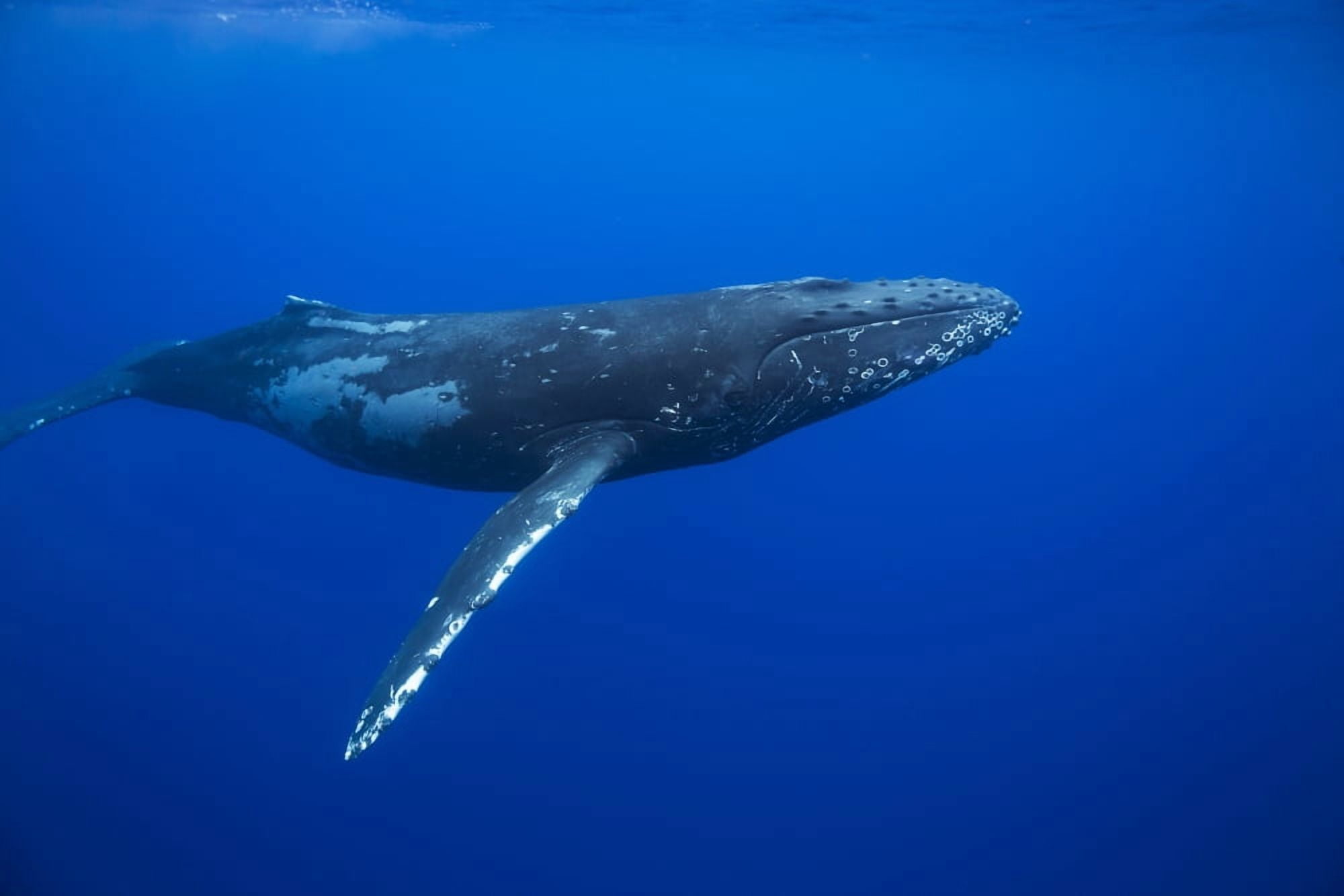 Humpback whale (Megaptera novaeangliae) Hawaii United States of America Canvas Art - Dave Fleetham Design Pics (19 x 12)