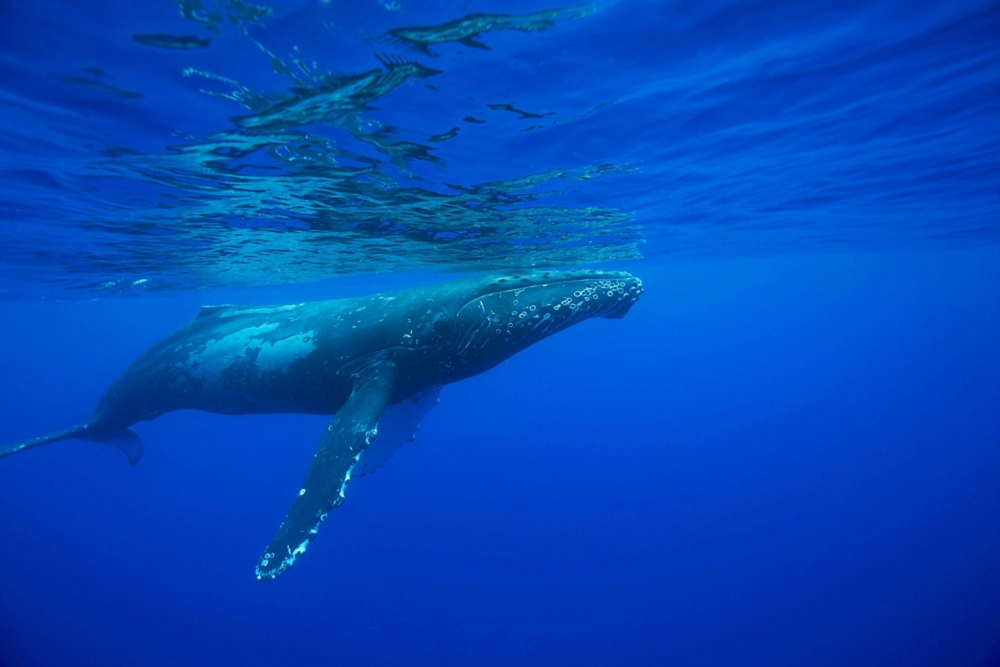 Humpback whale (Megaptera novaeangliae) Hawaii United States of America Canvas Art - Dave Fleetham Design Pics (38 x 24)