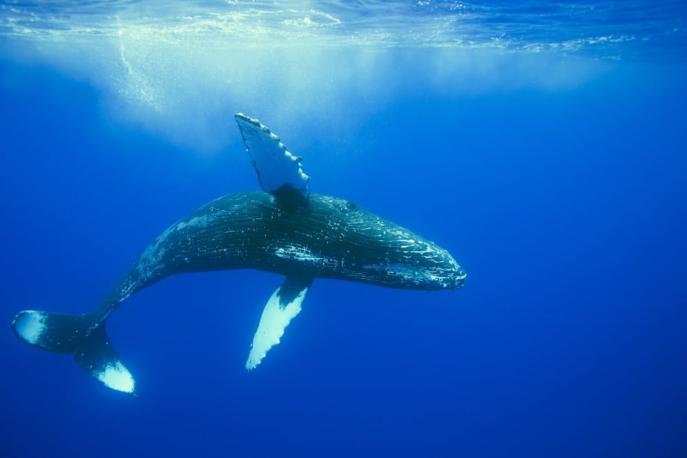 Humpback whale (Megaptera novaeangliae) Hawaii United States of America Canvas Art - Dave Fleetham Design Pics (38 x 24)