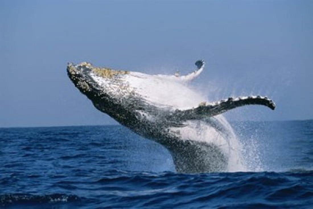 Humpback whale (Megaptera novaeangliae) breaching in the sea Canvas Art - Panoramic Images (16 x 11)