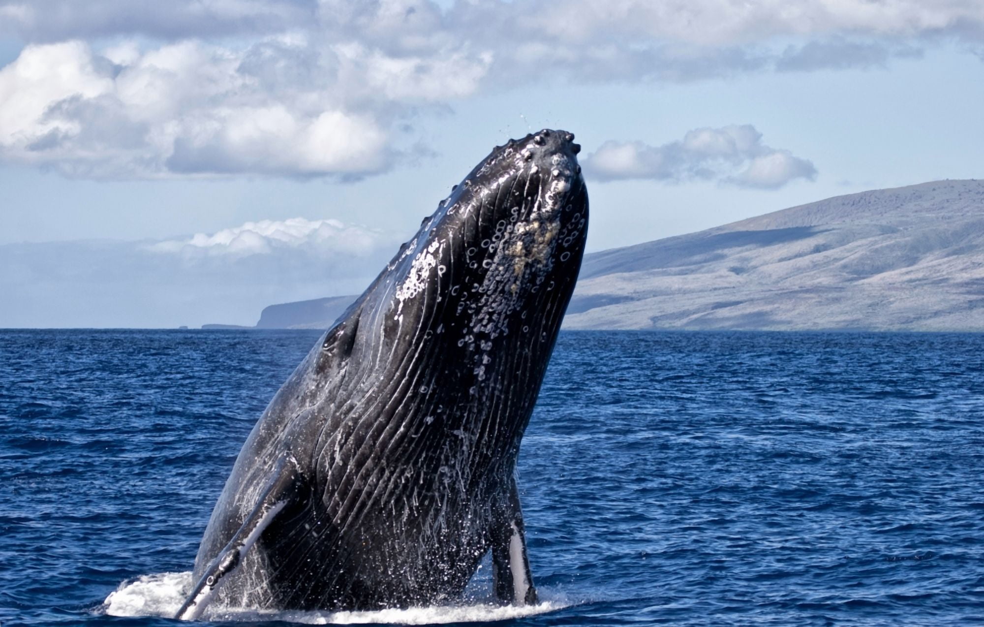 Humpback whale (Megaptera novaeangliae) breaching in the pacific ocean off a hawaiian island Hawaii United States of America Canvas Art - Scott Mead Design Pics (19 x 12)