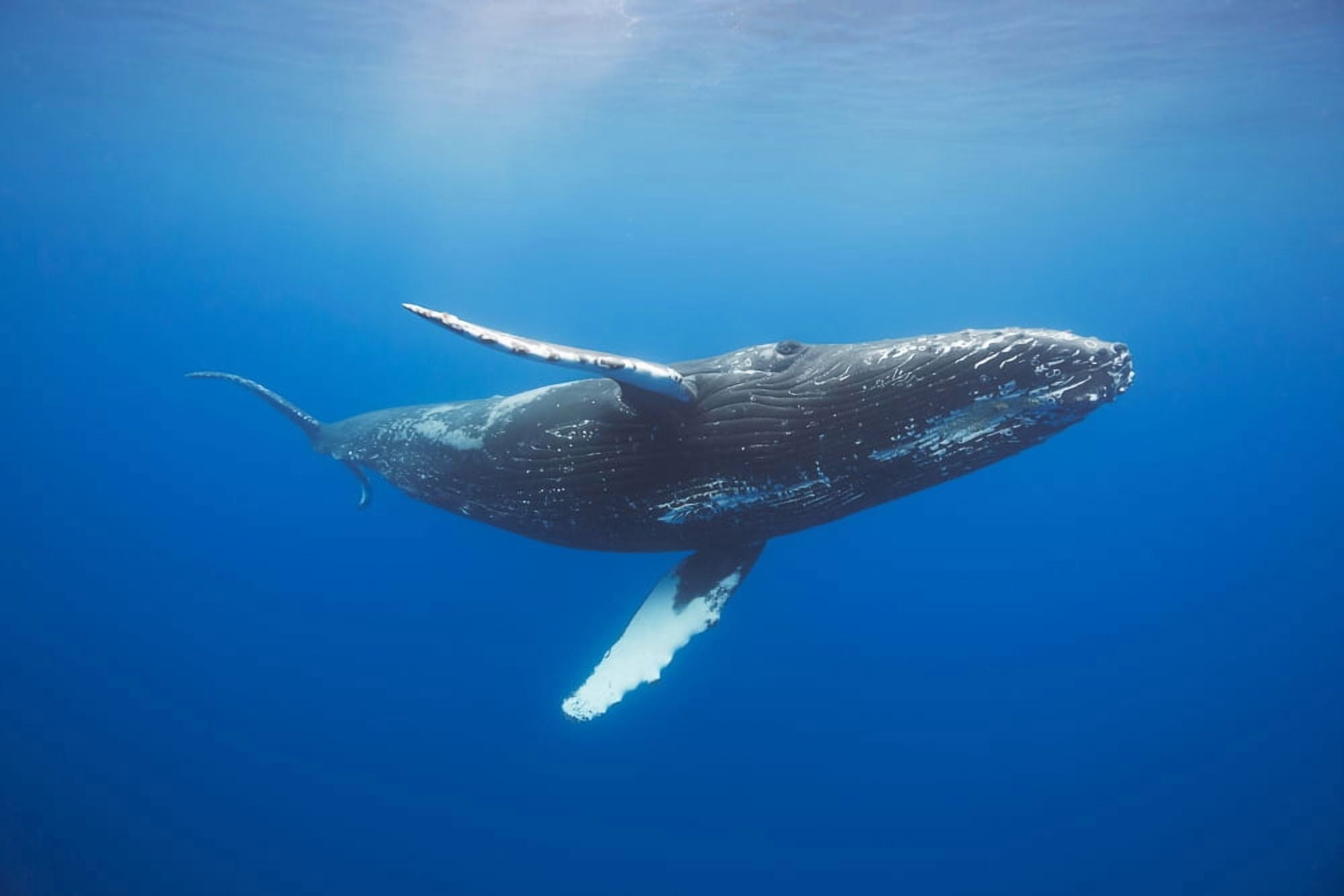 Humpback whale (Megaptera novaeangliae) underwater Hawaii United States of America Canvas Art - Dave Fleetham Design Pics (19 x 12)