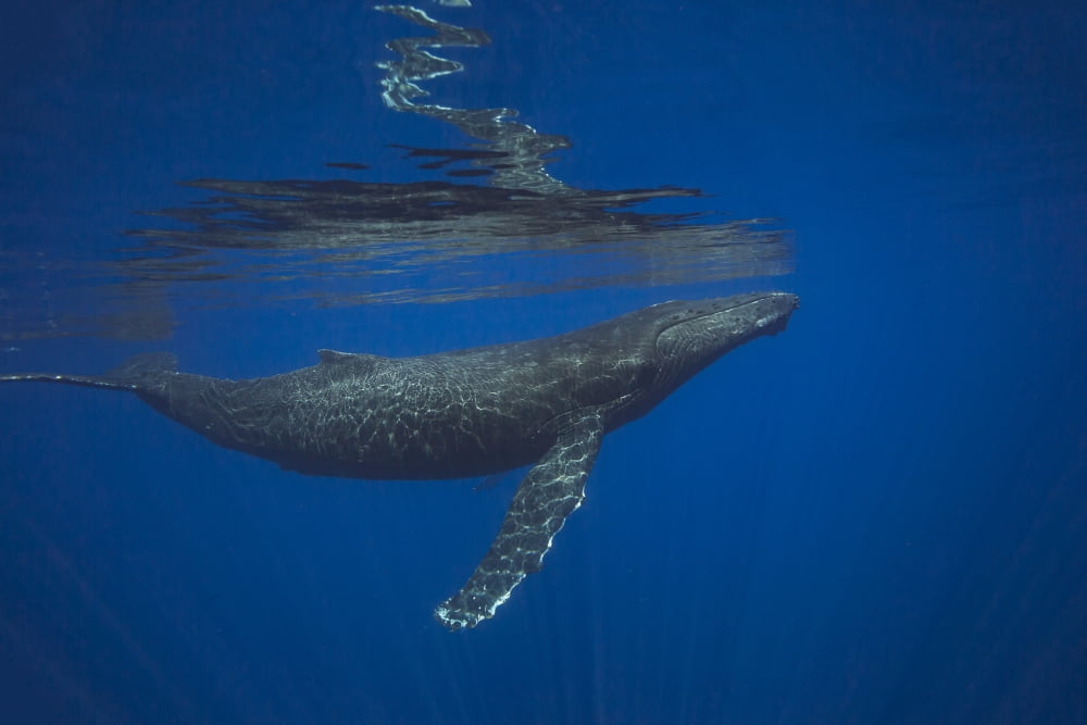 Humpback whale (Megaptera novaeangliae) underwater Hawaii United States of America Canvas Art - Dave Fleetham Design Pics (38 x 24)