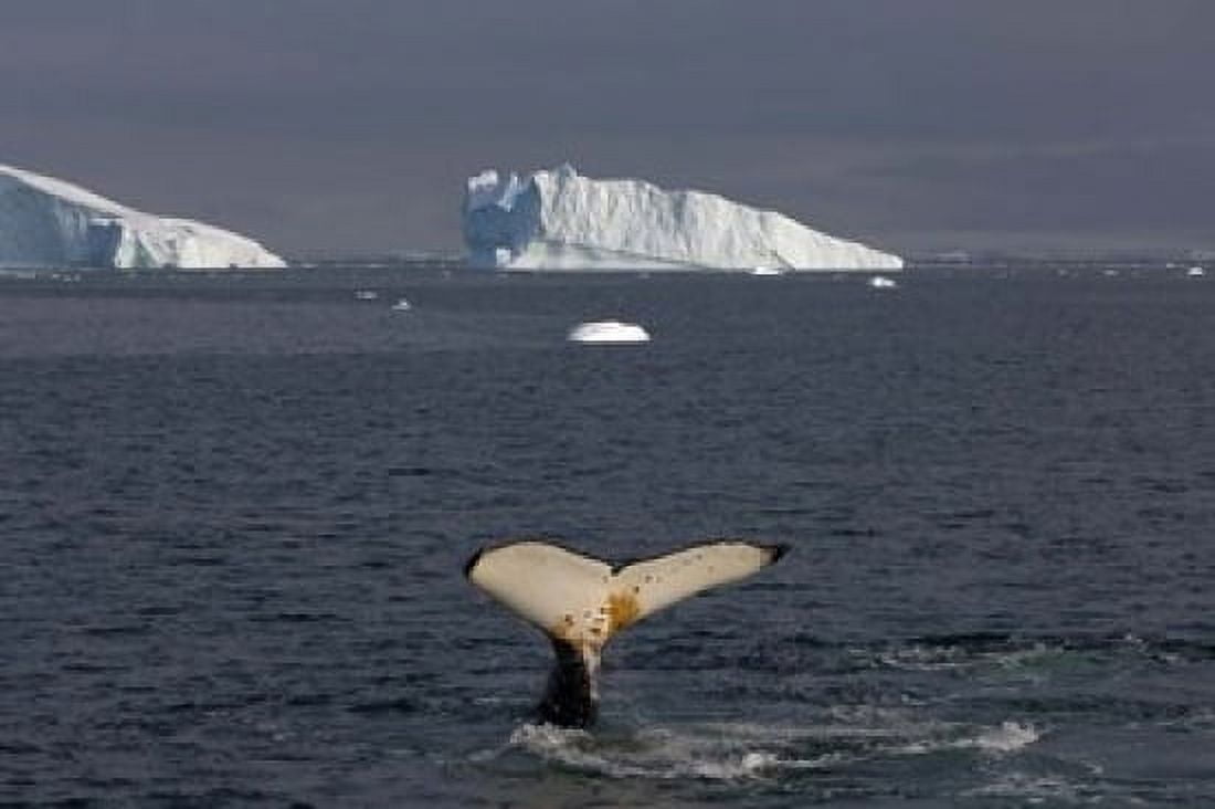 Humpback whale Western Antarctic Peninsula Canvas Art - Steve Kazlowski DanitaDelimont (17 x 11)