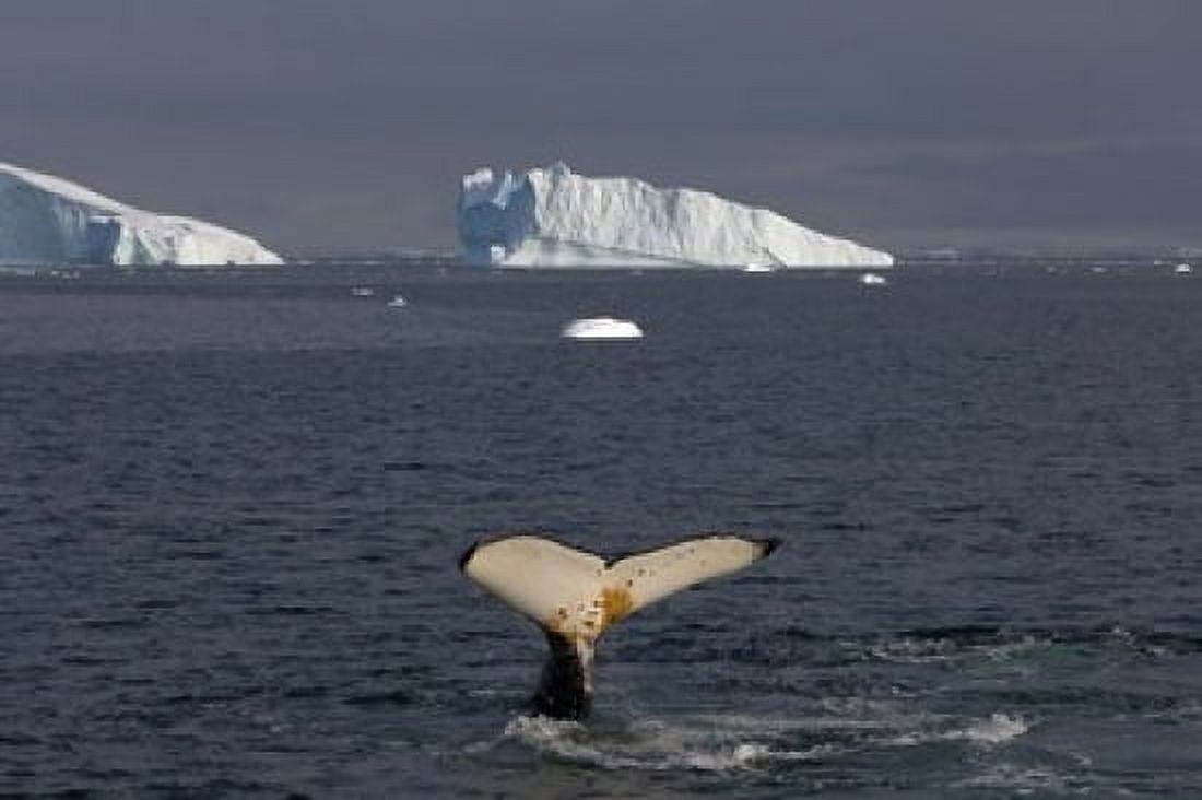Humpback whale Western Antarctic Peninsula Canvas Art - Steve Kazlowski DanitaDelimont (34 x 23)