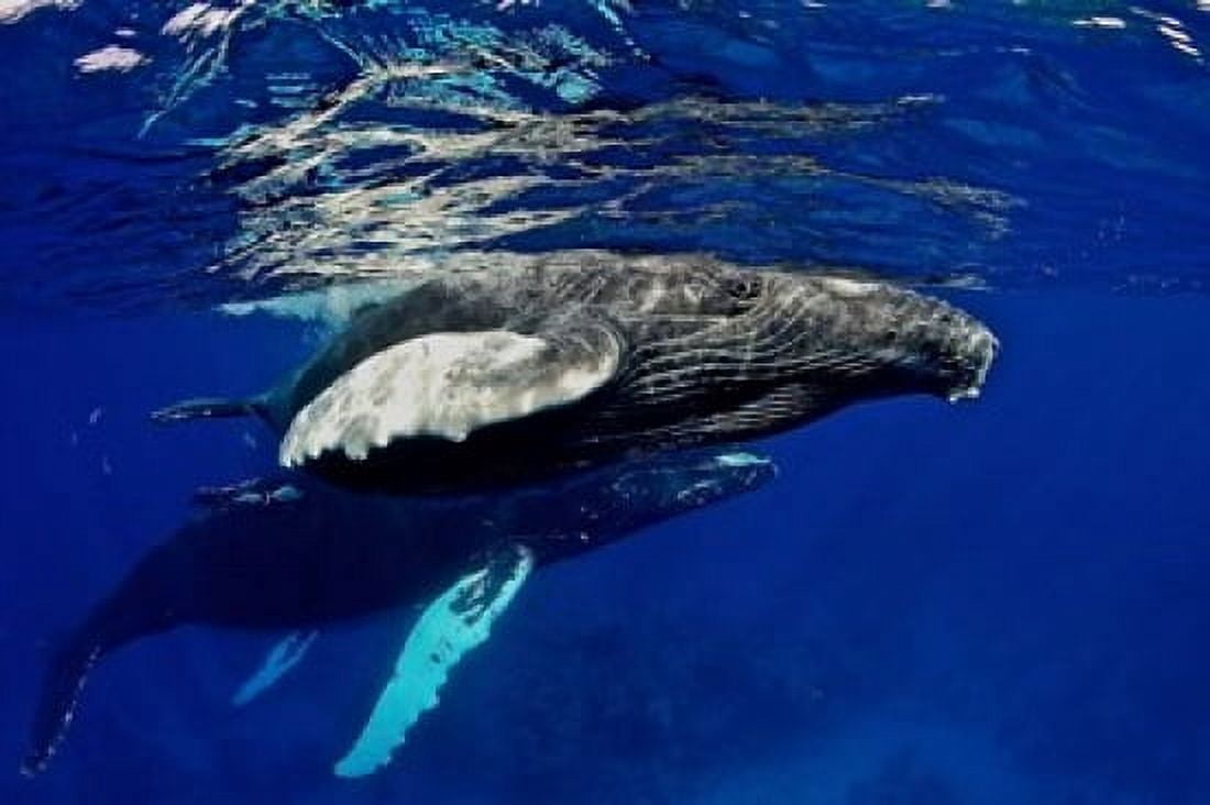 Humpback whale calf Silver Bank Domincan Republic Canvas Art - Rebecca Jackrel DanitaDelimont (26 x 18)