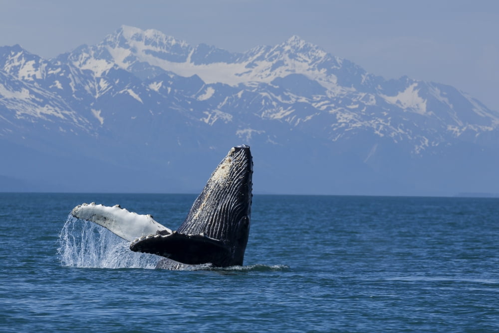 Humpback whale calf breaching in Lynn Canal with the Chilkat Mountains in the background Southeast Alaska Canvas Art - John Hyde Design Pics (19 x 12)