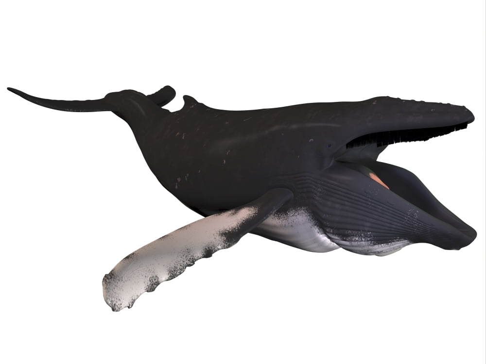 Humpback whale illustration white background Canvas Art - Corey FordStocktrek Images (33 x 25)