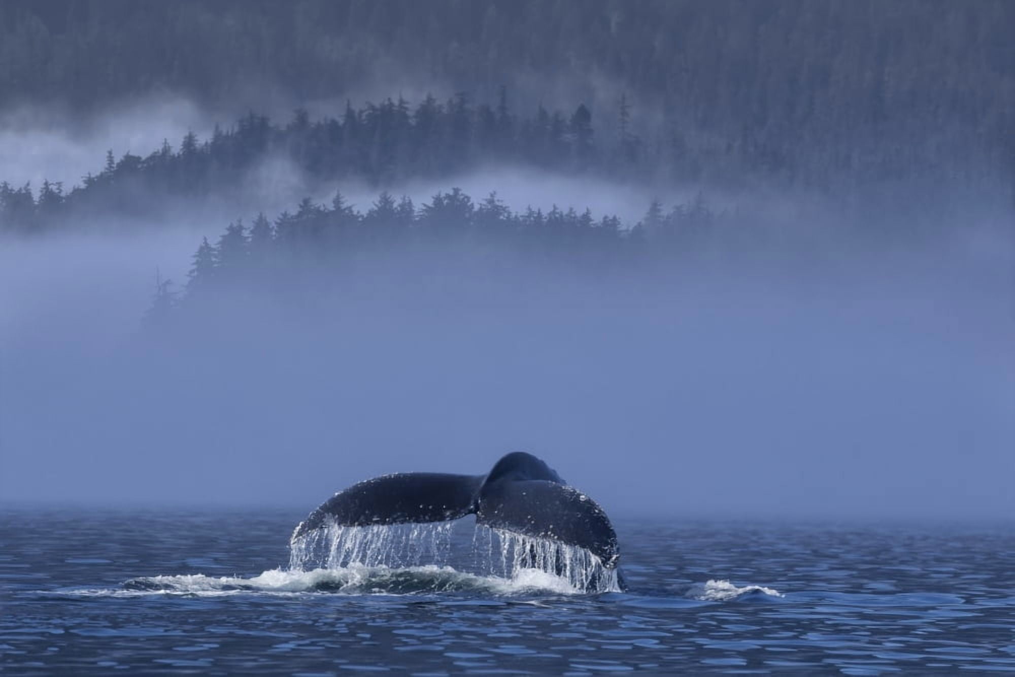 Humpback whale lifts its fluke as it dives Stephens Passage Admiralty Island Inside Passage Southeast Alaska Canvas Art - John Hyde Design Pics (38 x 24)