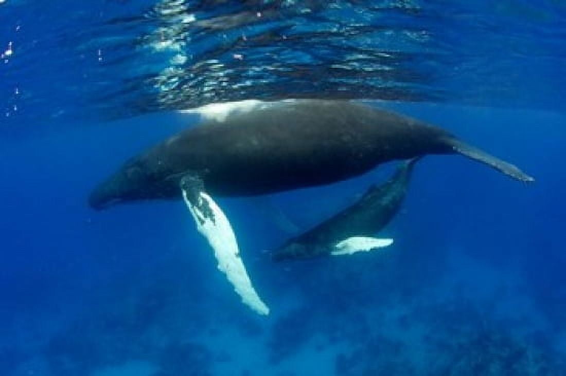Humpback whale mother and calf Silver Bank Domincan Republic Canvas Art - Rebecca Jackrel DanitaDelimont (26 x 18)