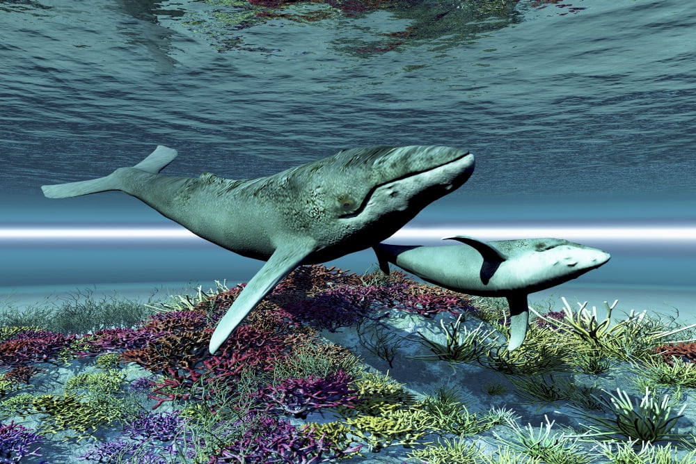 Humpback whale mother and calf swim over a colorful coral reef Canvas Art - Corey FordStocktrek Images (35 x 23)