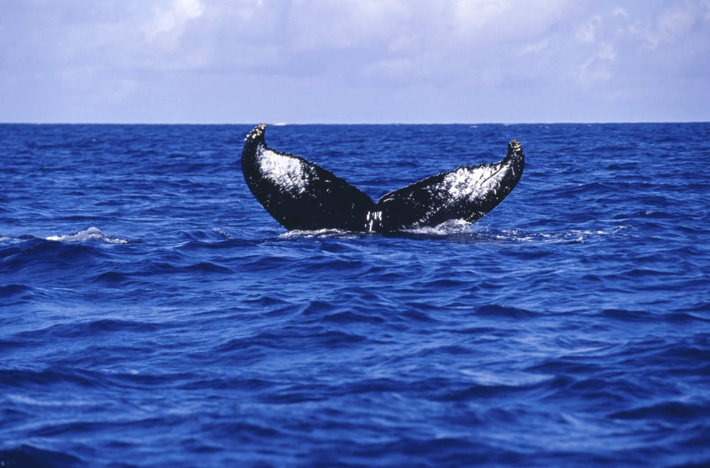 Humpback whale tail off the Silver Banks Domincan Republic Canvas Art - Beverly FactorStocktrek Images (17 x 12)