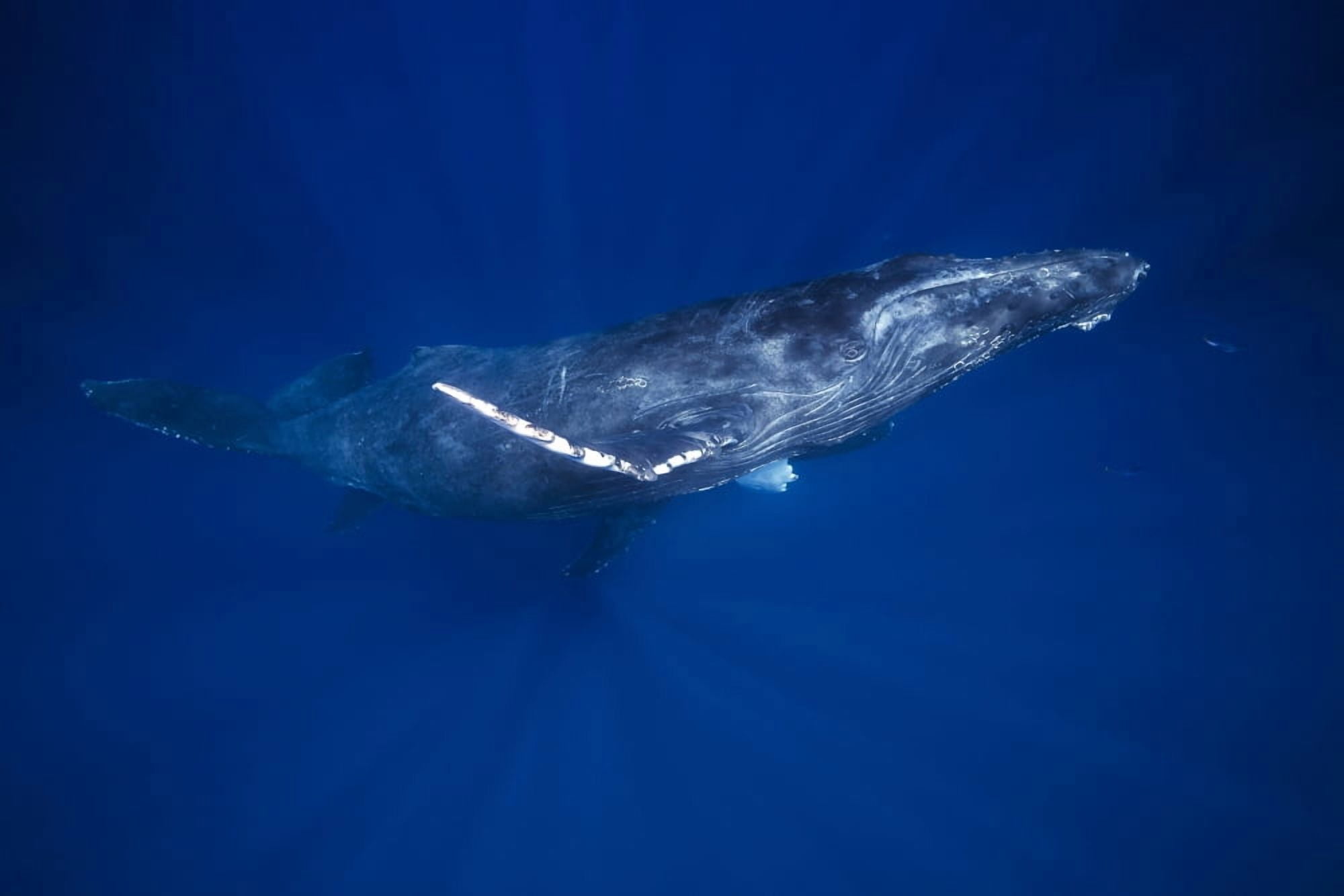 Humpback whales (Megaptera novaeangliae) underwater Hawaii United States of America Canvas Art - Dave Fleetham Design Pics (19 x 12)