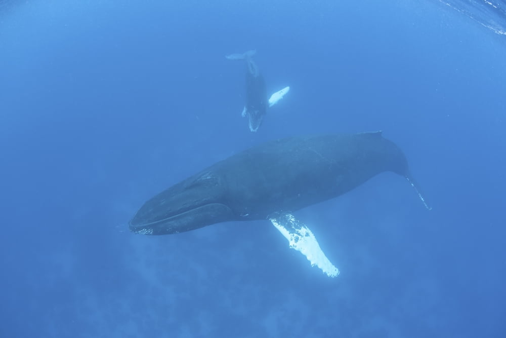 Humpback whales swim in the clear waters of the Caribbean Sea Canvas Art - Ethan DanielsStocktrek Images (17 x 12)