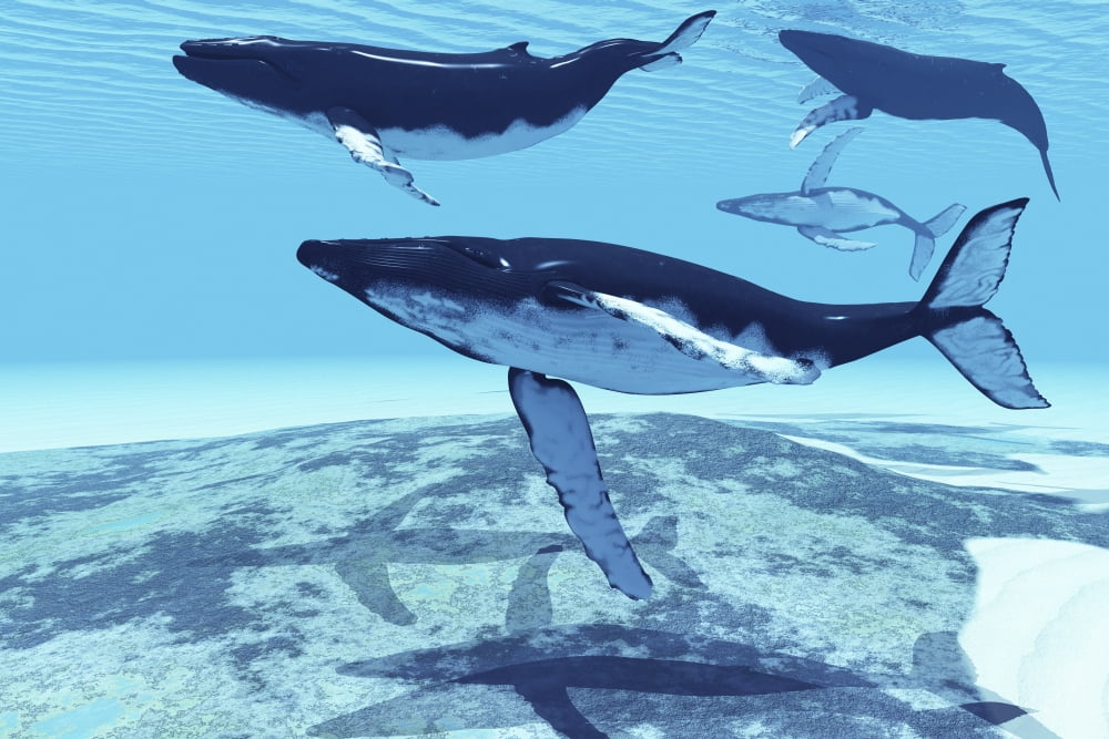 Humpback whales swim together on their migration route Canvas Art - Corey FordStocktrek Images (18 x 12)