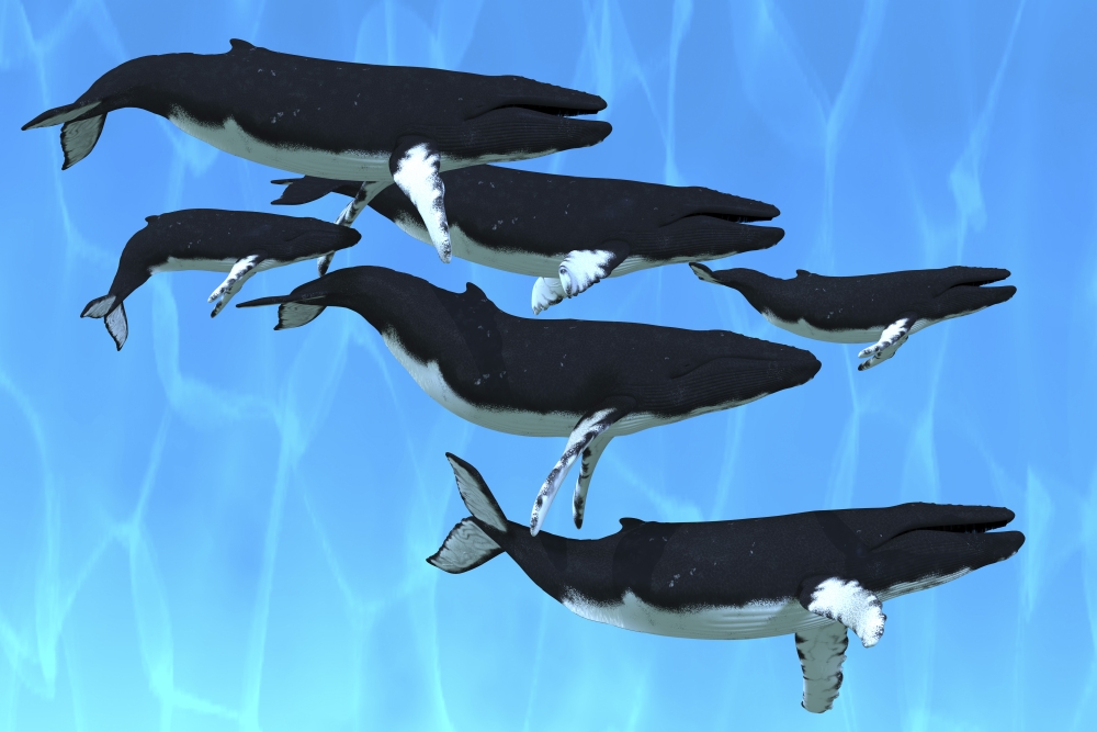 Humpback whales swim together on their migration route Canvas Art - Corey FordStocktrek Images (35 x 23)