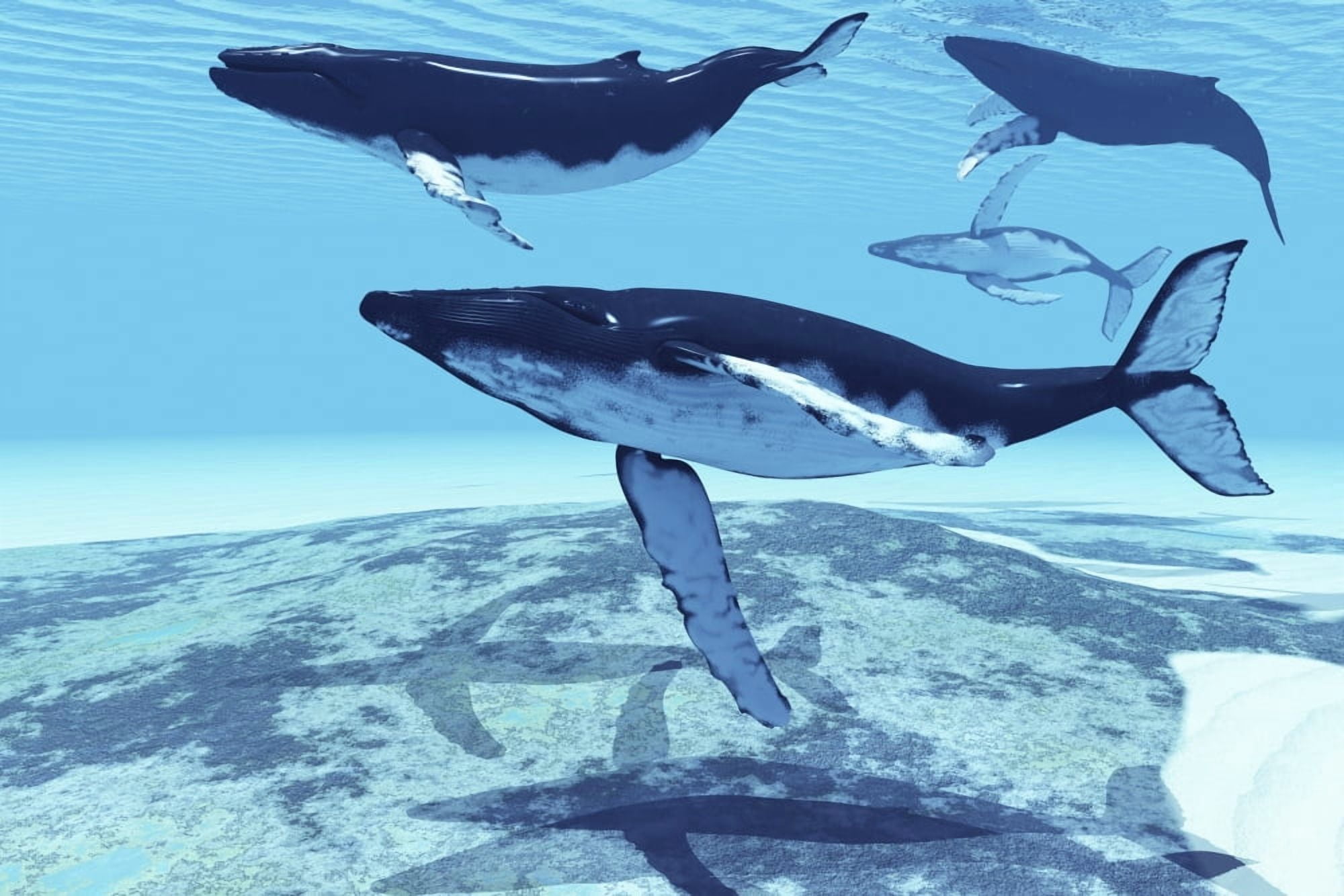 Humpback whales swim together on their migration route Canvas Art - Corey FordStocktrek Images (35 x 23)