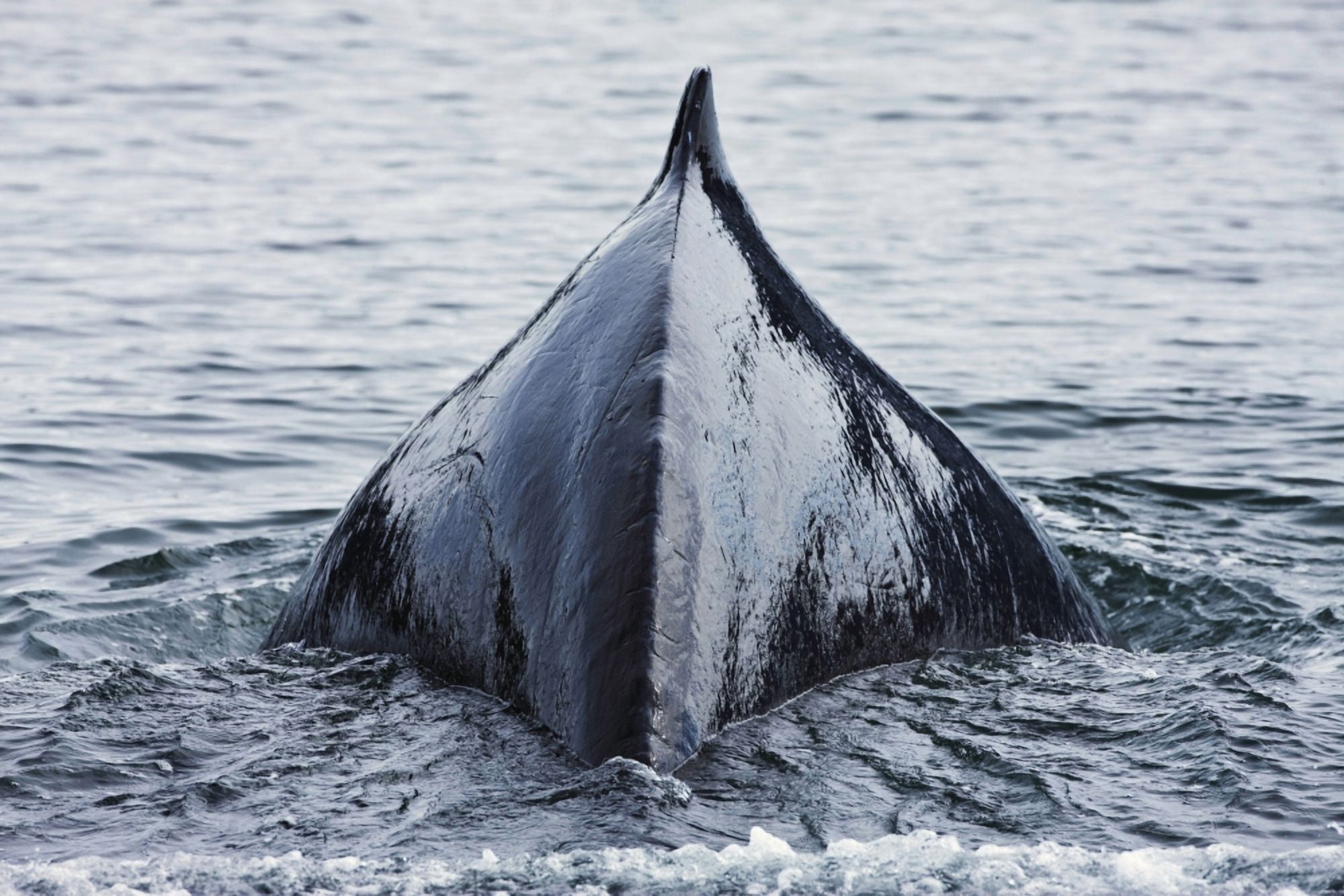 The Humped Back And Fin Of A Humpback Whale As It Dives To Feed In Seymour Canal In The Inside Passage Of Southeast Alaska Canvas Art - Ray Bulson Design Pics (17 x 11)