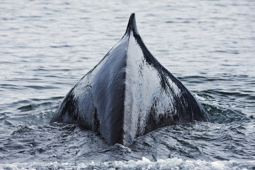 The Humped Back And Fin Of A Humpback Whale As It Dives To Feed In Seymour Canal In The Inside Passage Of Southeast Alaska Canvas Art - Ray Bulson Design Pics (34 x 22)