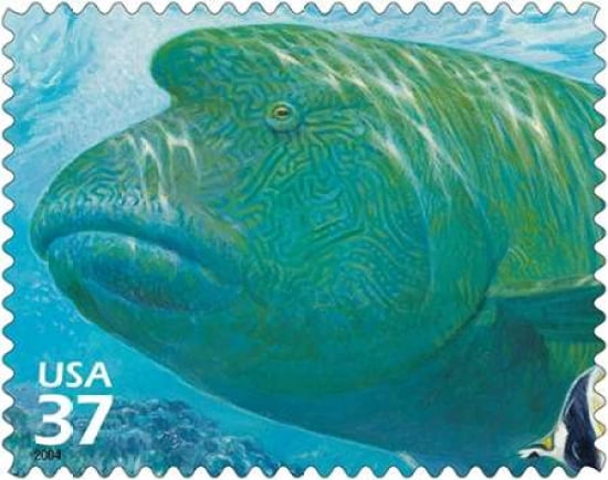Humphead Wrasse Canvas Art - US POSTAL SERVICE (24 x 30)