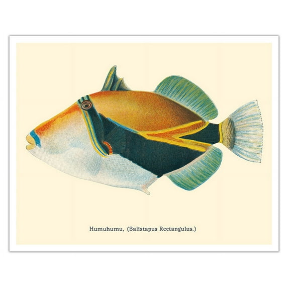 Humuhumunukunukuapua’a (Balistapus Rectangulus) - Hawaiian Reef Triggerfish - from Fishes of Hawaii - Vintage Hawaiian Color Postcard c.1905 - Fine Art Matte Paper Print (Unframed) 16x20in