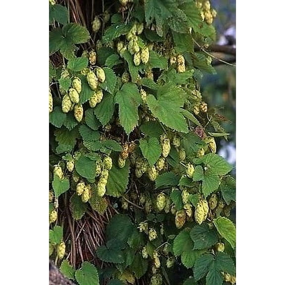 Humulus lupulus CASCADE HOPS Vine Seeds!