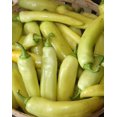 thumbnail image 1 of Hungarian Hot Yellow Wax Pepper Plant - 2.5" Pot, 1 of 1