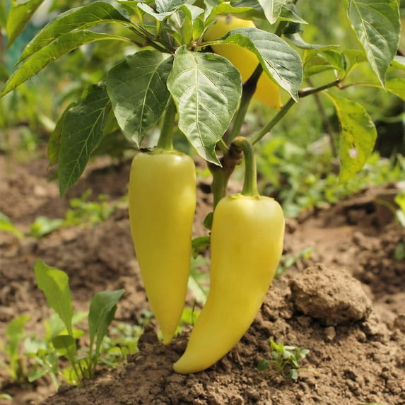 Hungarian Yellow Wax Sweet Pepper Garden Seeds - 1 Lb - Non-GMO, Heirloom - Vegetable Gardening Seeds by Mountain Valley Seed
