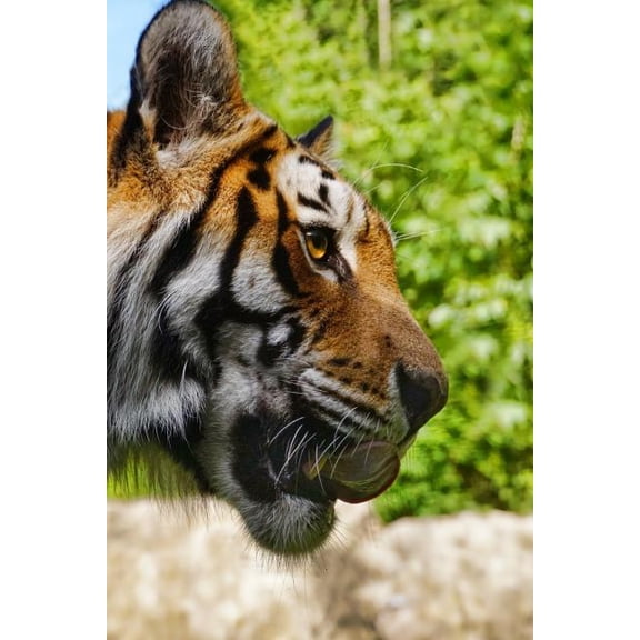 HUNGRY TIGER: The tiger is the largest cat species, most recognizable for its pattern of dark vertical stripes on reddish-orange fur with a lighter underside. Paperback 1796389803 9781796389807 Home