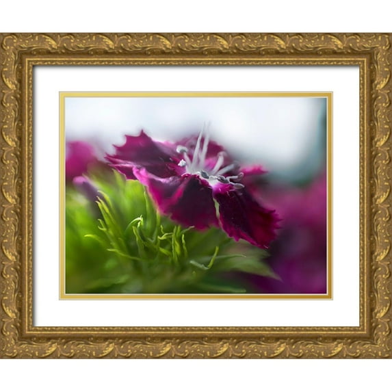 Hunt, Gillian 18x15 Gold Ornate Wood Framed with Double Matting Museum Art Print Titled - Glorious in Red III