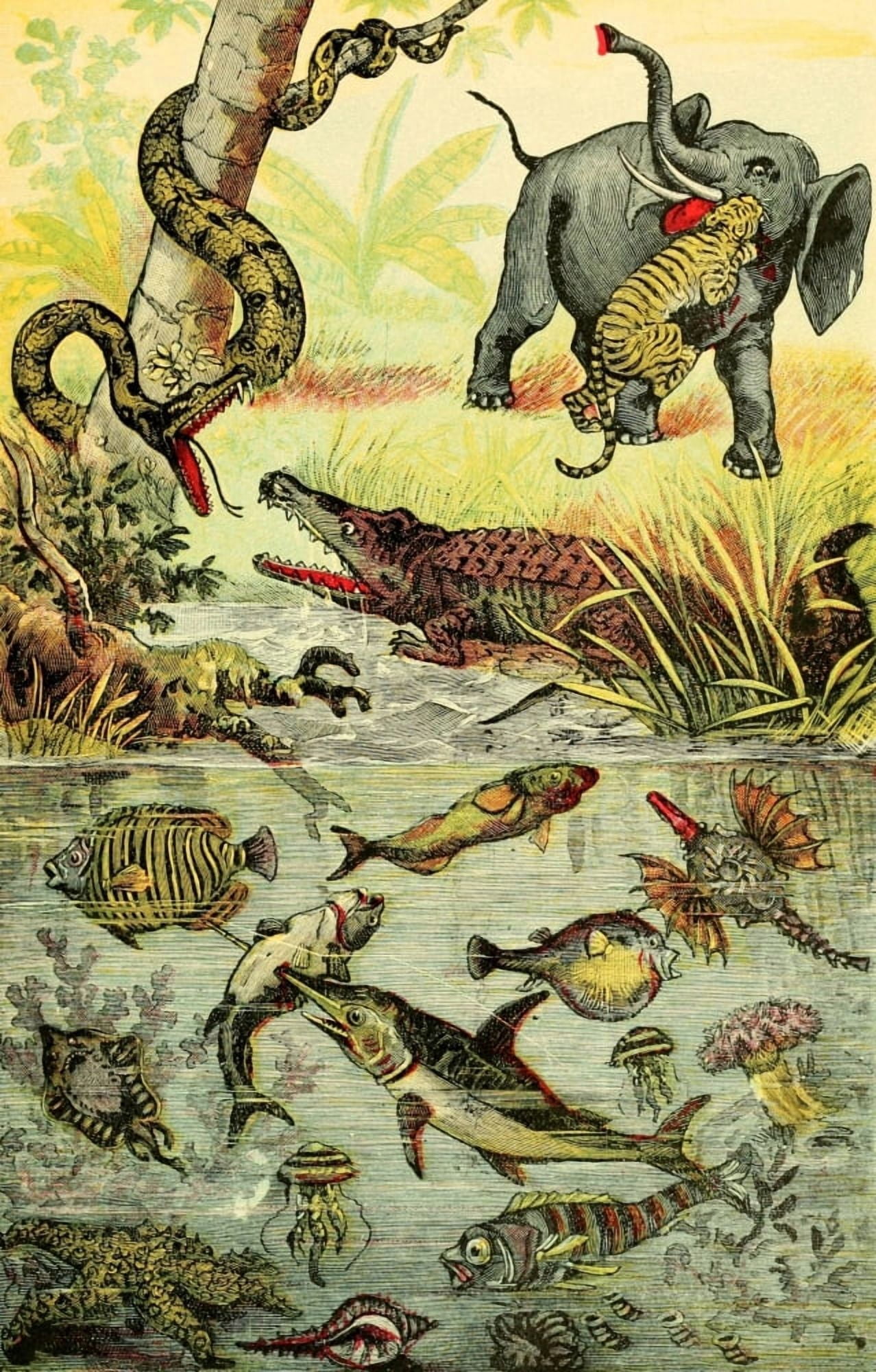 Hunting Big Game in the Wilds of Africa 1909 Animals Reptiles & Fish of the Tropics Canvas Art - Unknown (18 x 24)