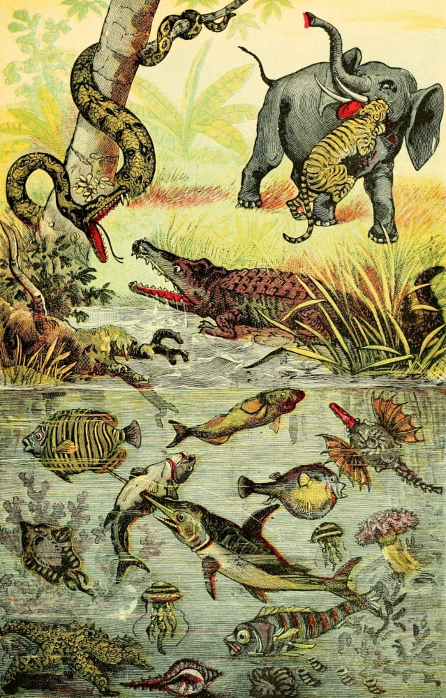 Hunting Big Game in the Wilds of Africa 1909 Animals Reptiles & Fish of the Tropics Canvas Art - Unknown (24 x 36)